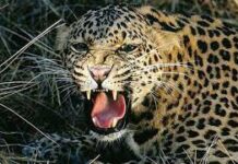 दहशतः सालभर से गुलदार की दहशत में जी रहे ग्रामीण, गौपालकों ने भागकर बचाई जान