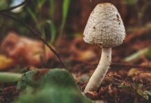 उत्तराखंडः जंगली मशरूम खाने से सात श्रमिक बीमार, अस्पताल में भर्ती