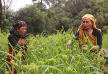 सूबे में किसानों से मिलेट्स खरीदेगी सरकार: डाॅ. धन सिंह रावत
